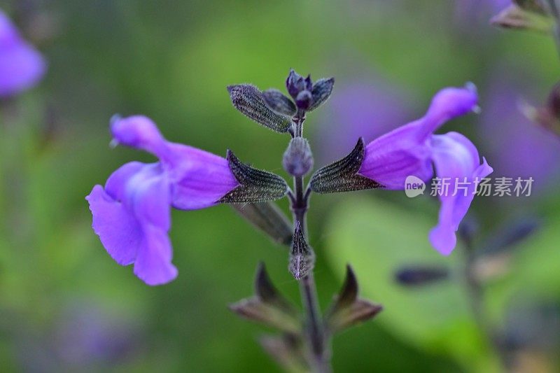 小叶鼠尾草/鼠尾草:蓝色花朵